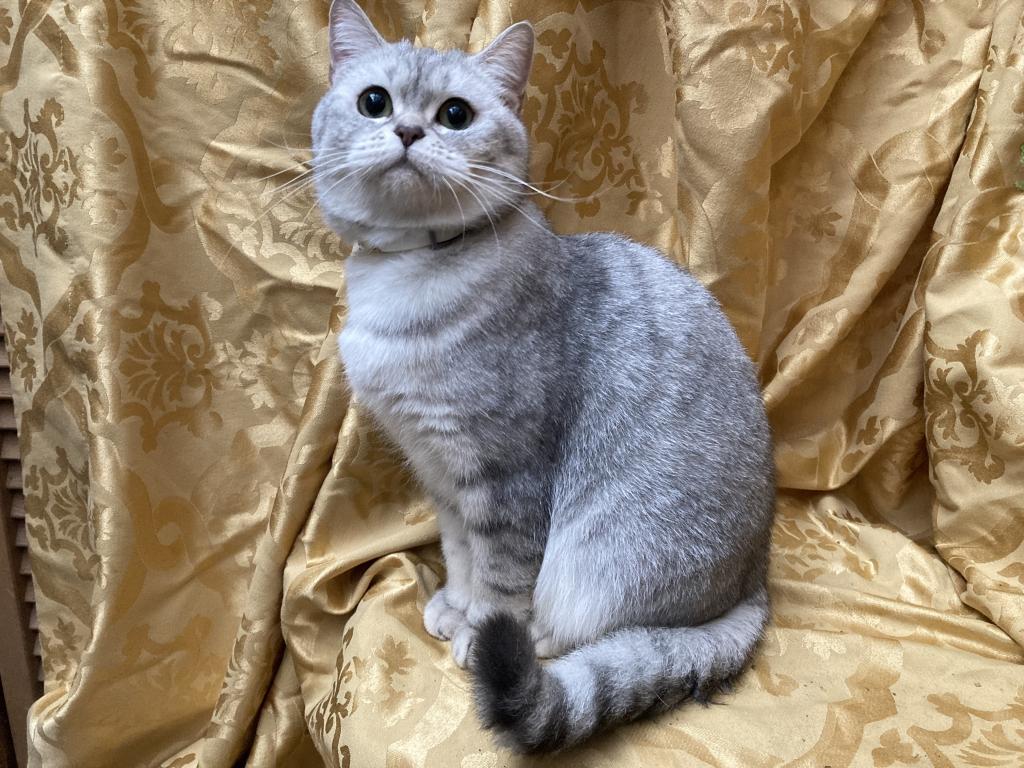 Scottish Bengal Cross photo 29