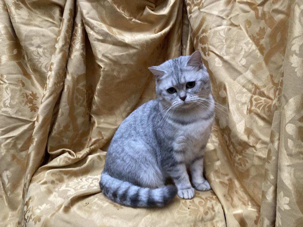 Scottish Bengal Cross photo 30