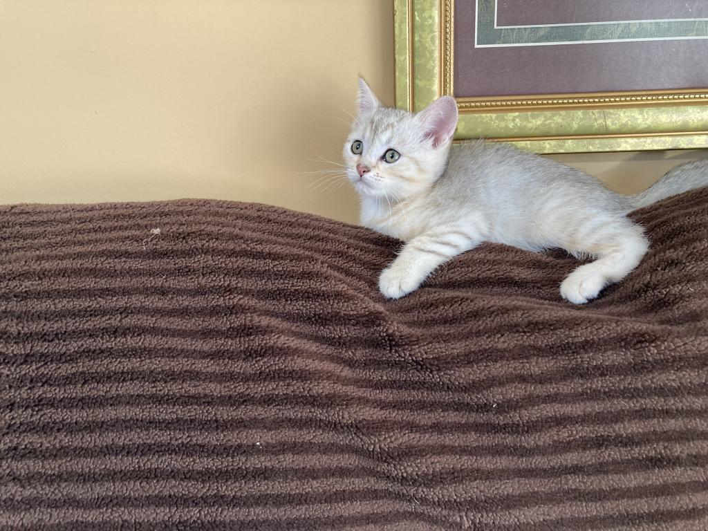 Scottish Bengal Cross photo 13