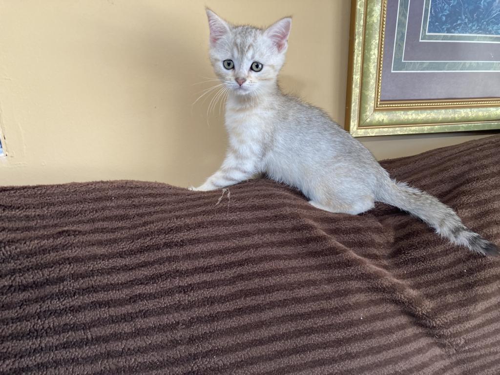 Scottish Bengal Cross photo 15