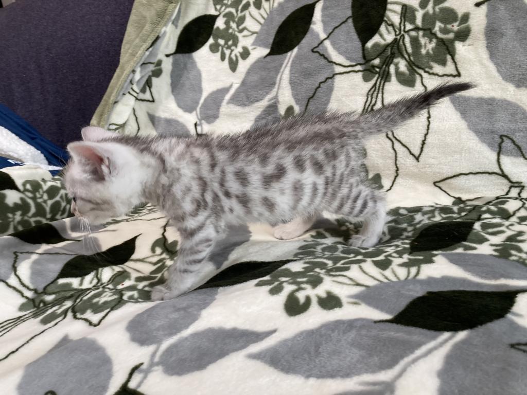 Scottish Bengal Cross photo 33