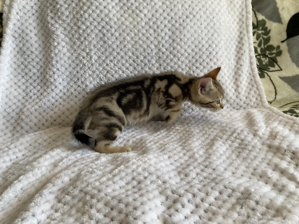Scottish Bengal Cross photo 18