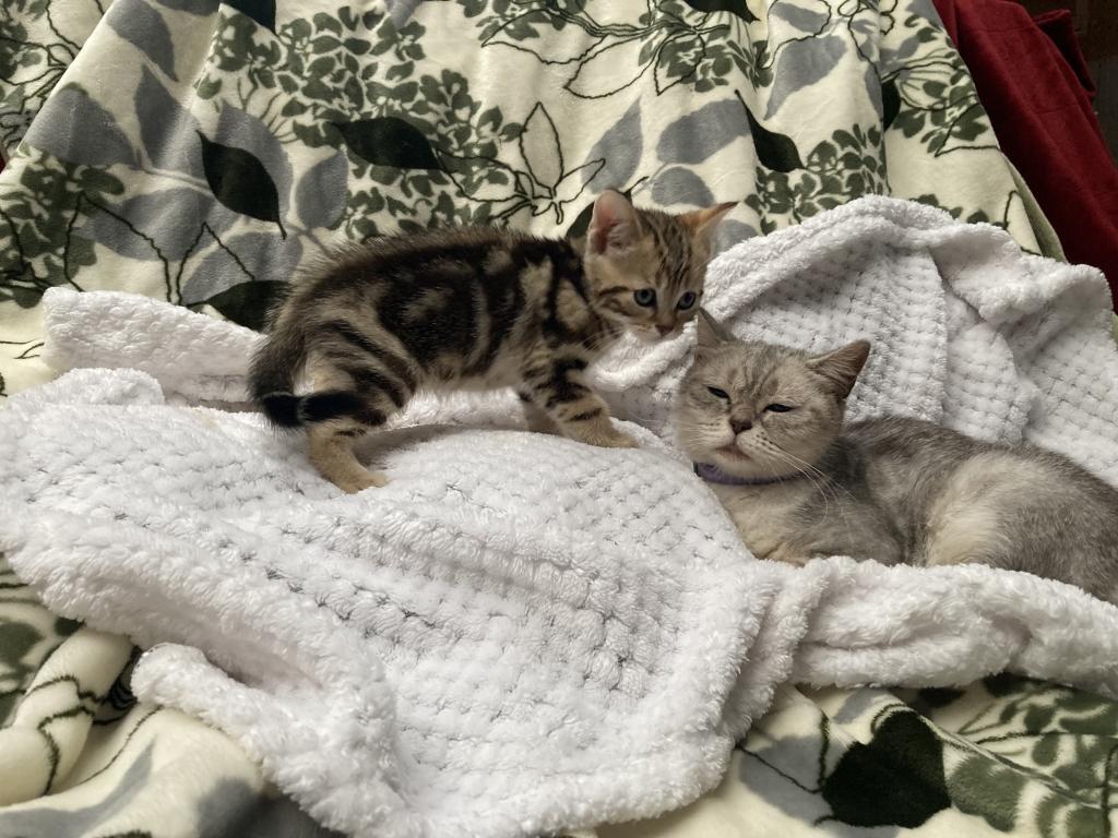 Scottish Bengal Cross photo 4