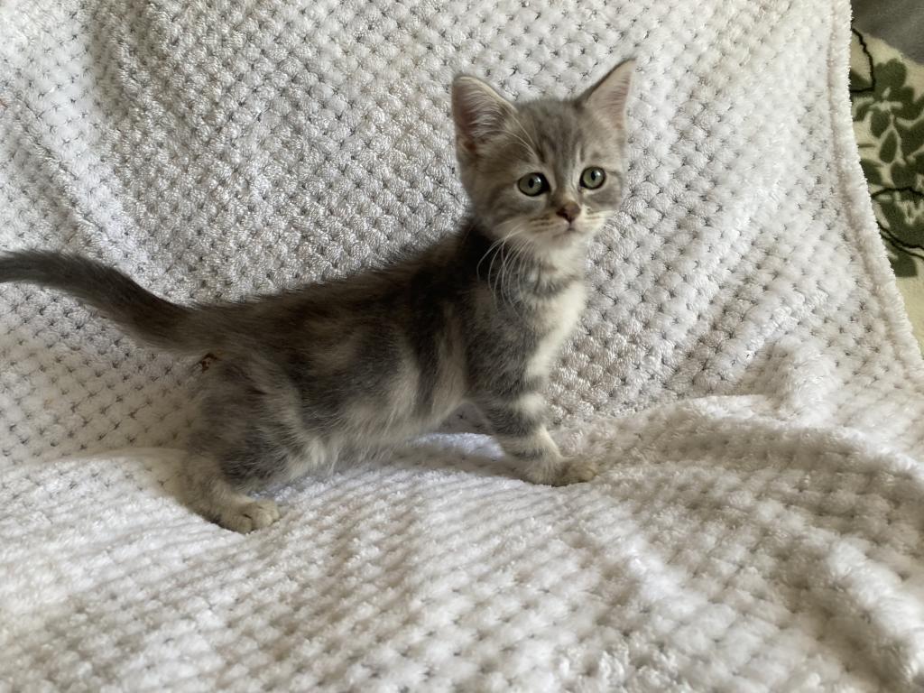 Scottish Bengal Cross photo 10