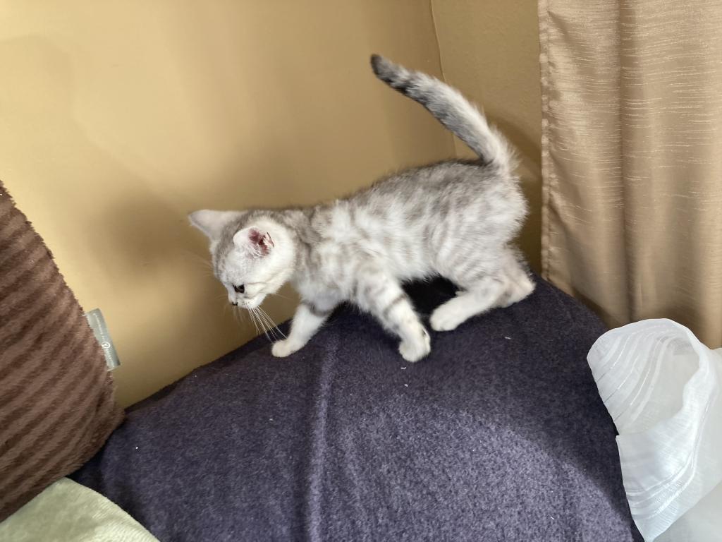 Scottish Bengal Cross photo 23