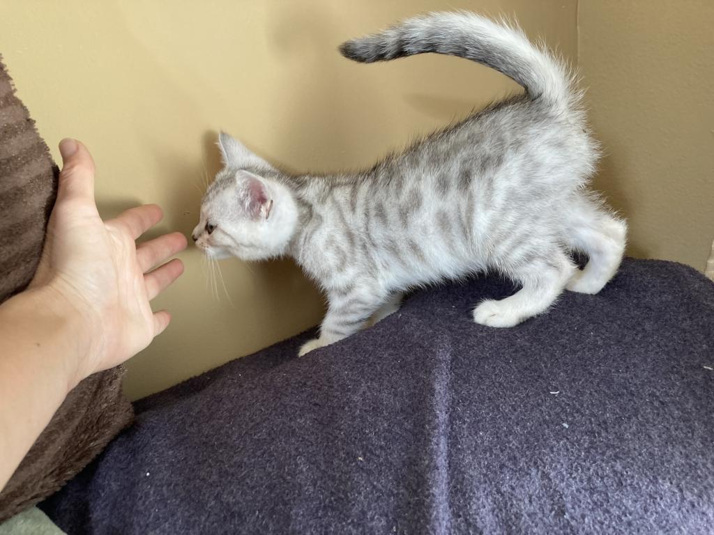 Scottish Bengal Cross photo 26
