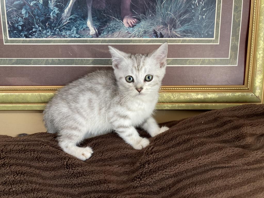 Scottish Bengal Cross photo 24