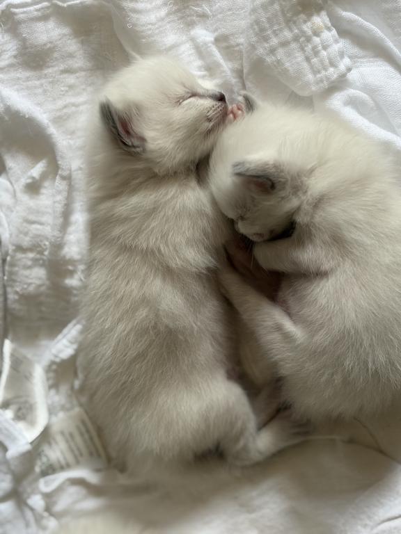 Lilys Babies photo 3