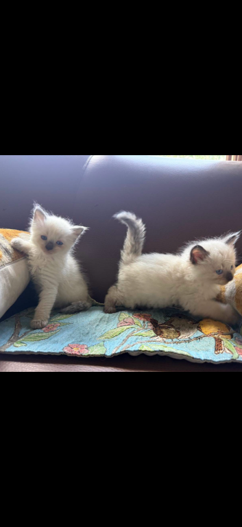 Lilys Babies photo 5
