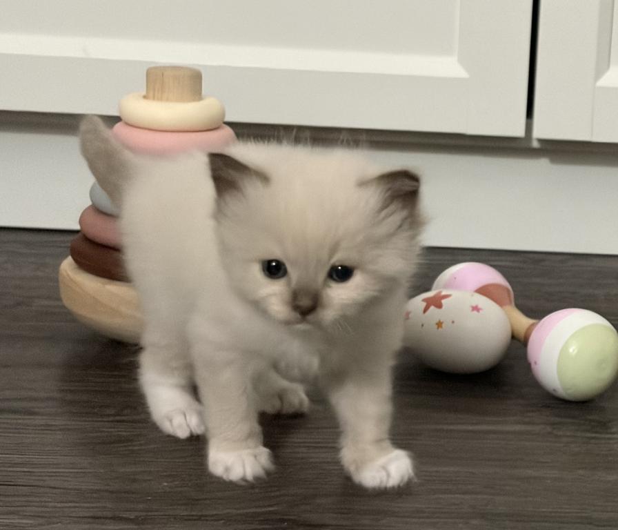 Lilys Babies photo 2