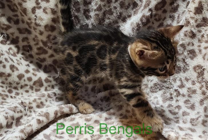 White Collar Perris Bengal Girl photo 5