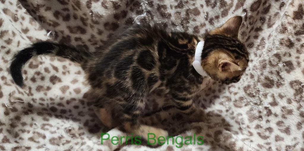 White Collar Perris Bengal Girl photo 2