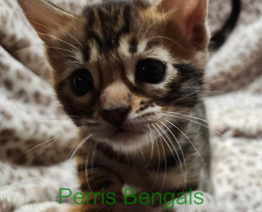 White Collar Perris Bengal Girl photo 1