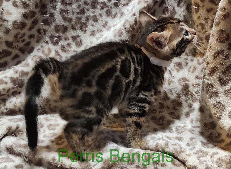 White Collar Perris Bengal Girl photo 3