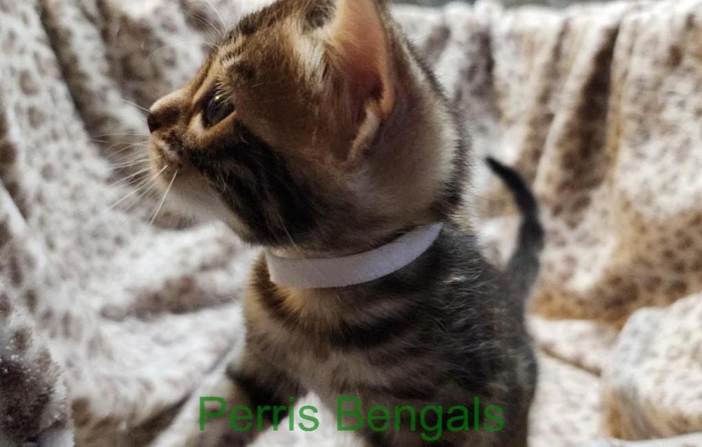 White Collar Perris Bengal Girl photo 4
