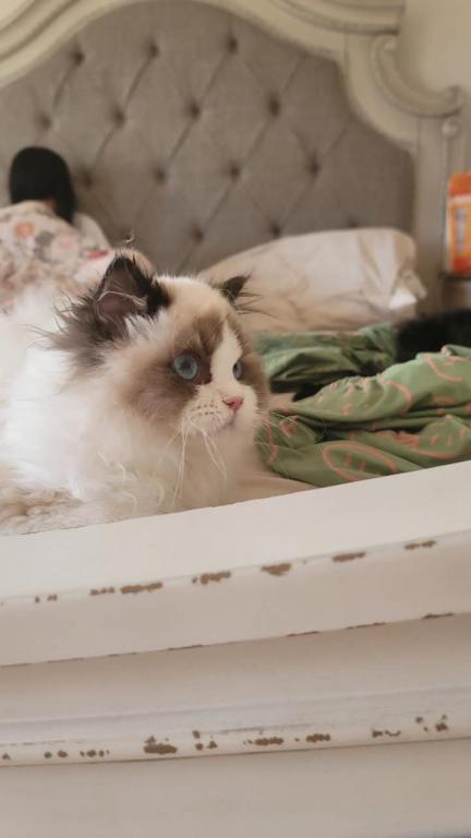 Onyx photo 3