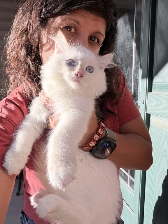 Purebred Flame Point Kitten photo 15