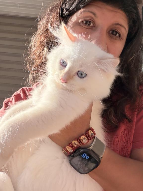 Purebred Flame Point Kitten photo 17
