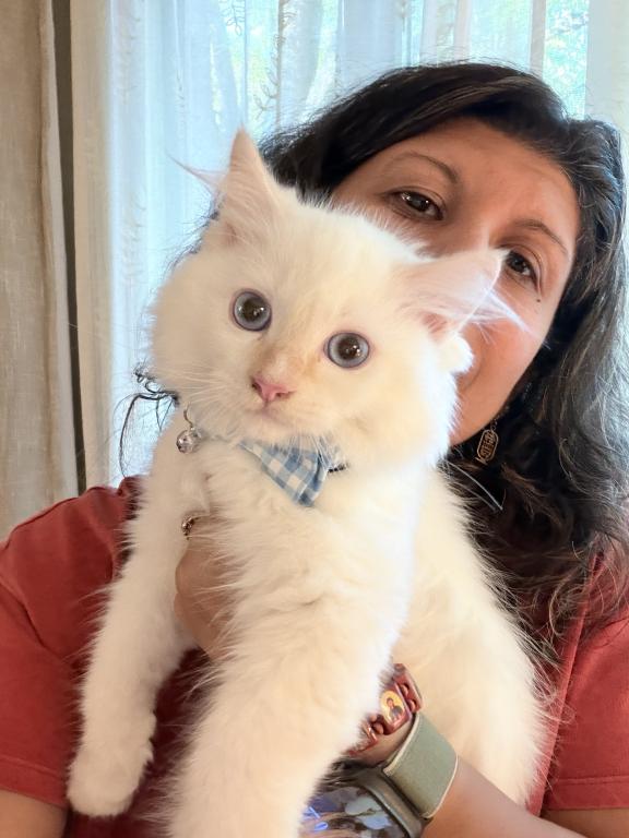 Purebred Flame Point Kitten photo 10