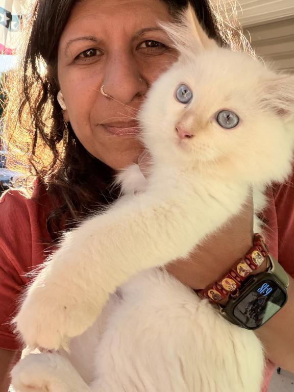 Purebred Flame Point Kitten photo 14