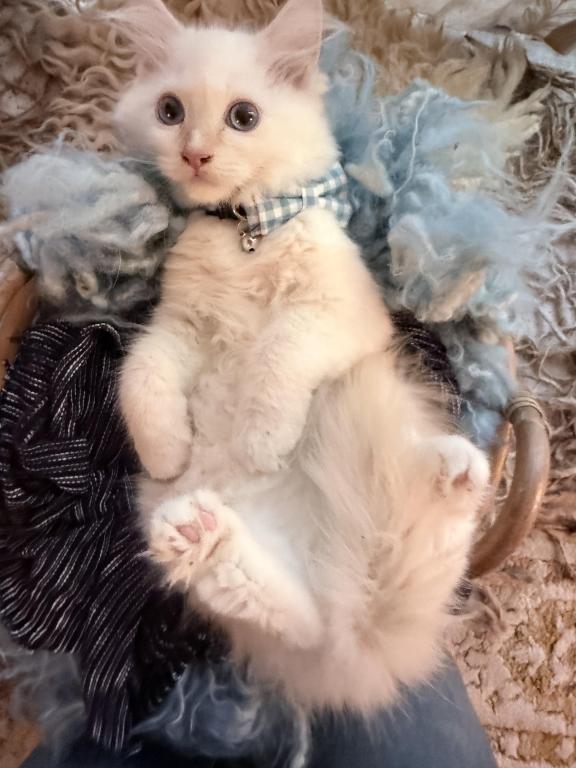 Purebred Flame Point Kitten photo 16