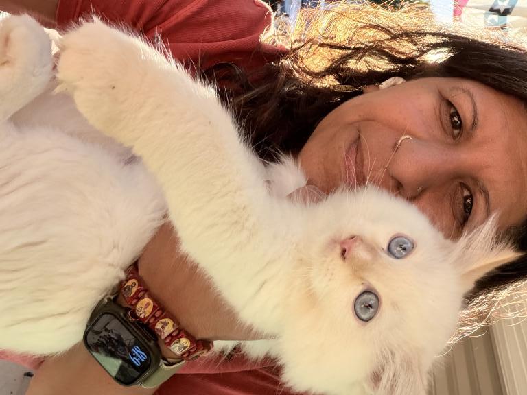 Purebred Flame Point Kitten photo 7