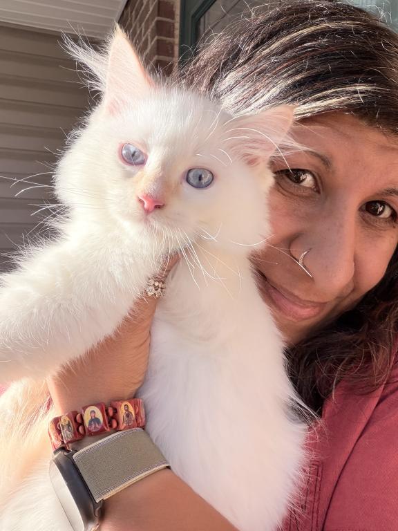 Purebred Flame Point Kitten photo 5