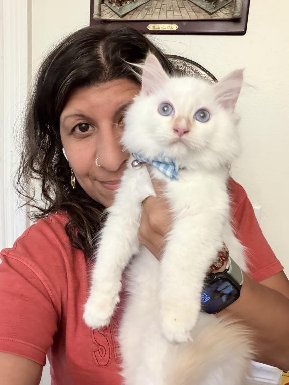 Purebred Flame Point Kitten photo 13