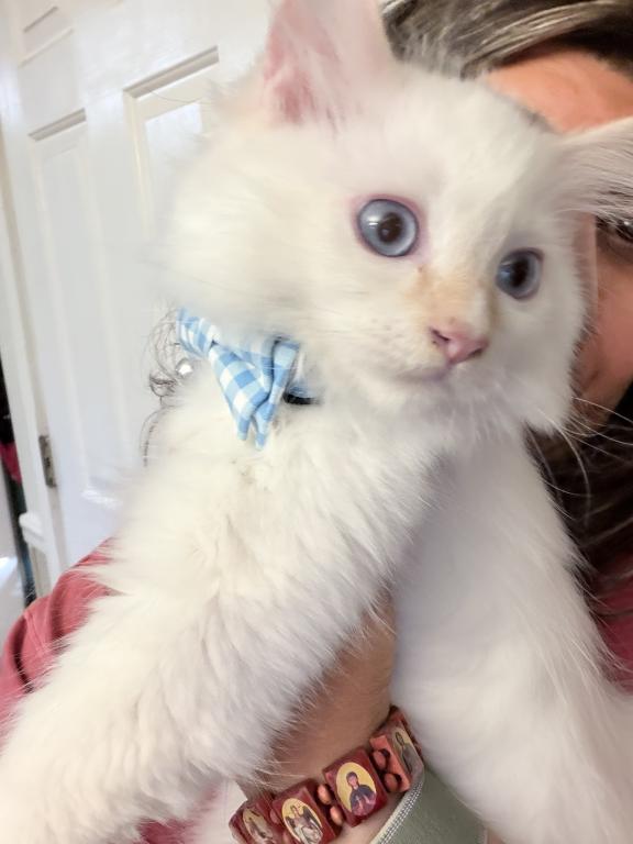 Purebred Flame Point Kitten photo 11