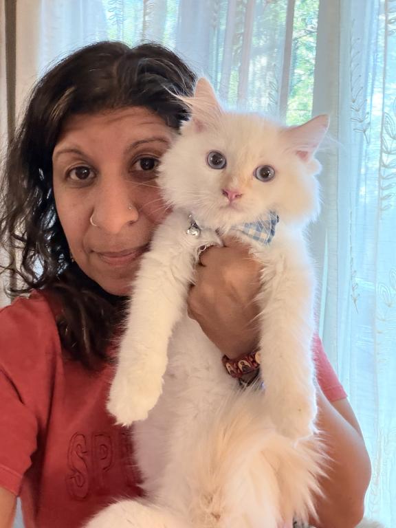 Purebred Flame Point Kitten photo 9