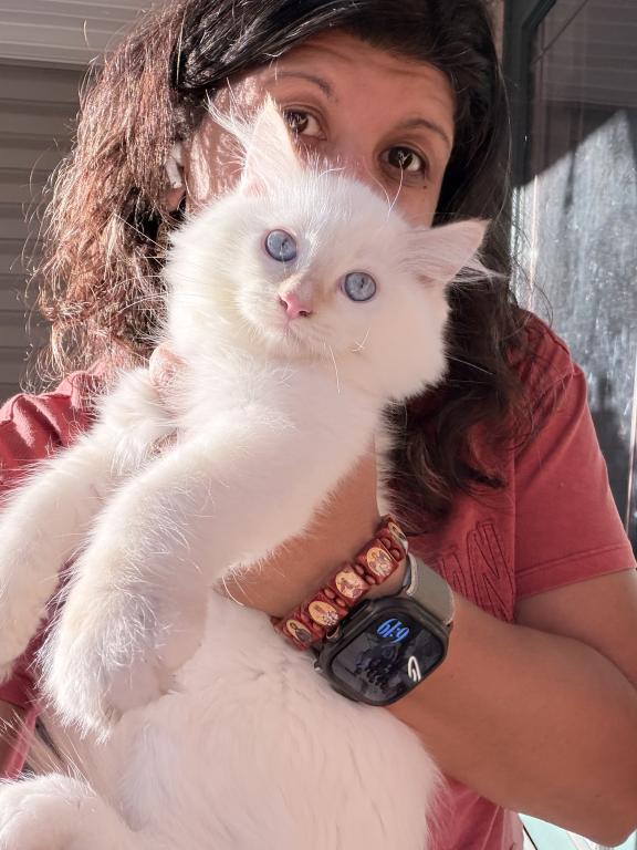 Purebred Flame Point Kitten photo 6