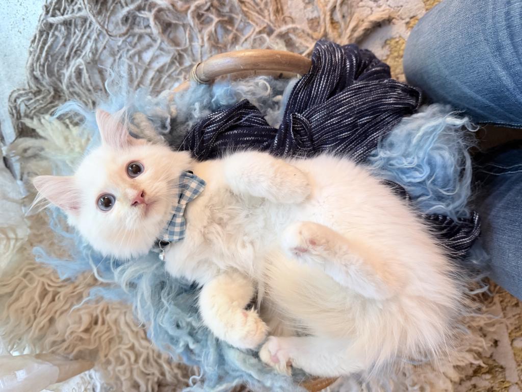 Purebred Flame Point Kitten photo 8