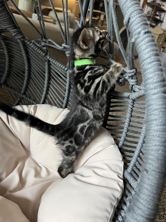 Silver Charcoal Green Collar photo 3