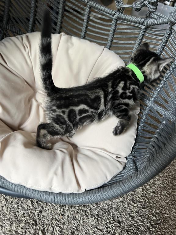 Silver Charcoal Green Collar photo 6
