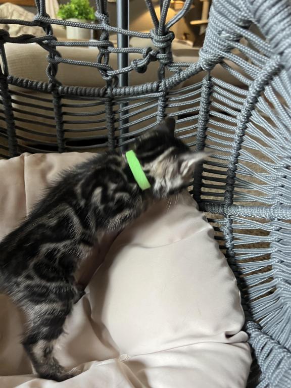 Silver Charcoal Green Collar photo 4