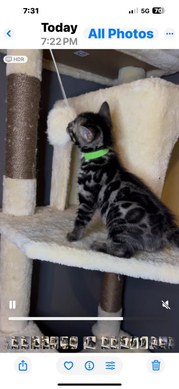 Silver Charcoal Green Collar photo 9