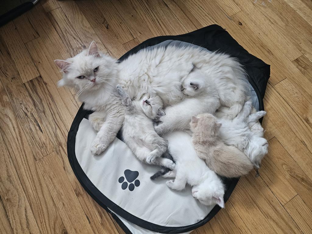 Gorgeous Kittens photo 1