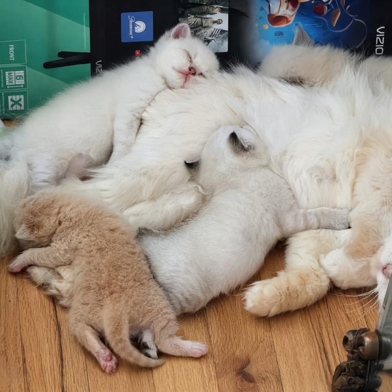 Gorgeous Kittens photo 5