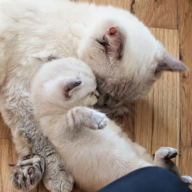 Gorgeous Kittens photo 4