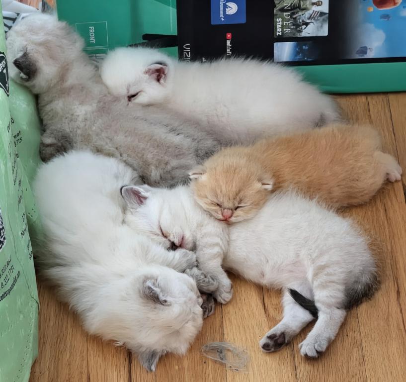 Gorgeous Kittens photo 2