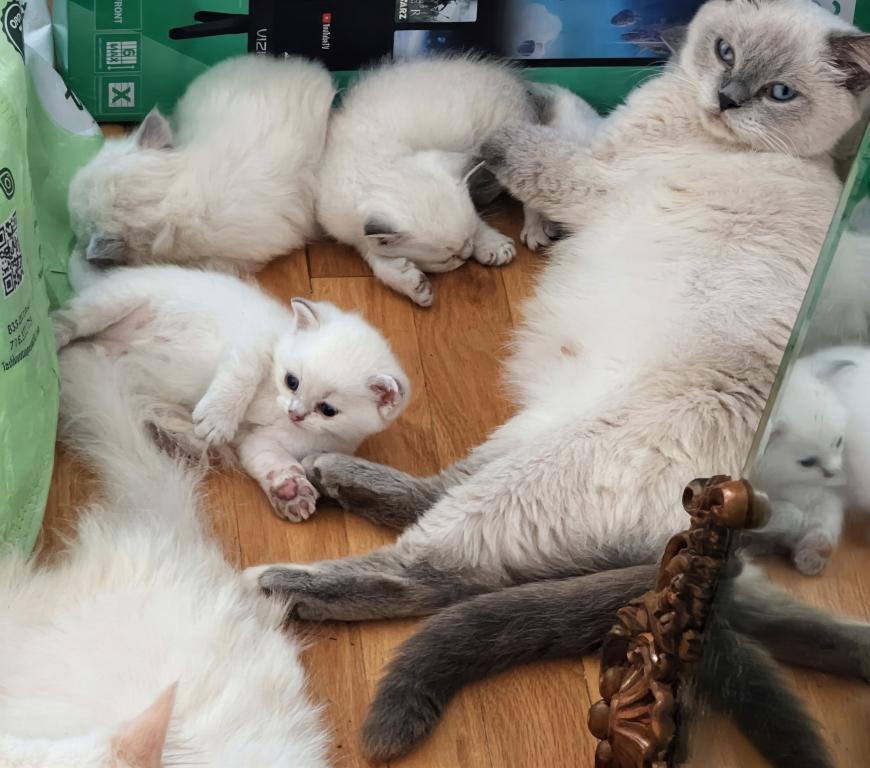 Gorgeous Kittens photo 3