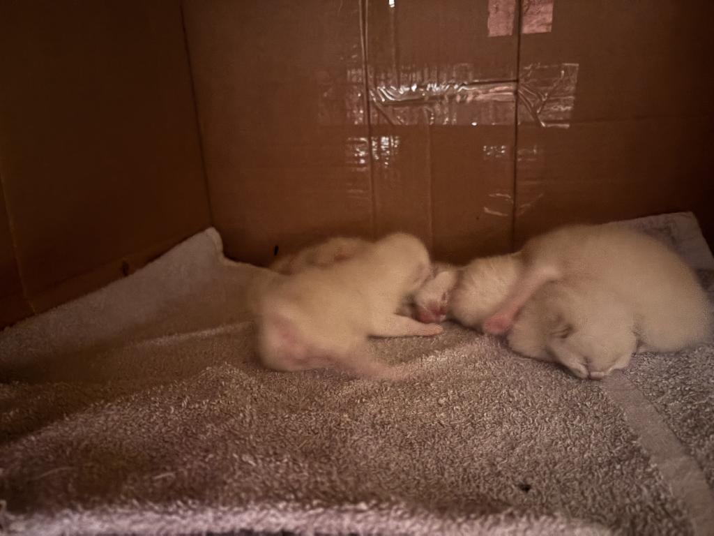 Evie Summer 26 Males