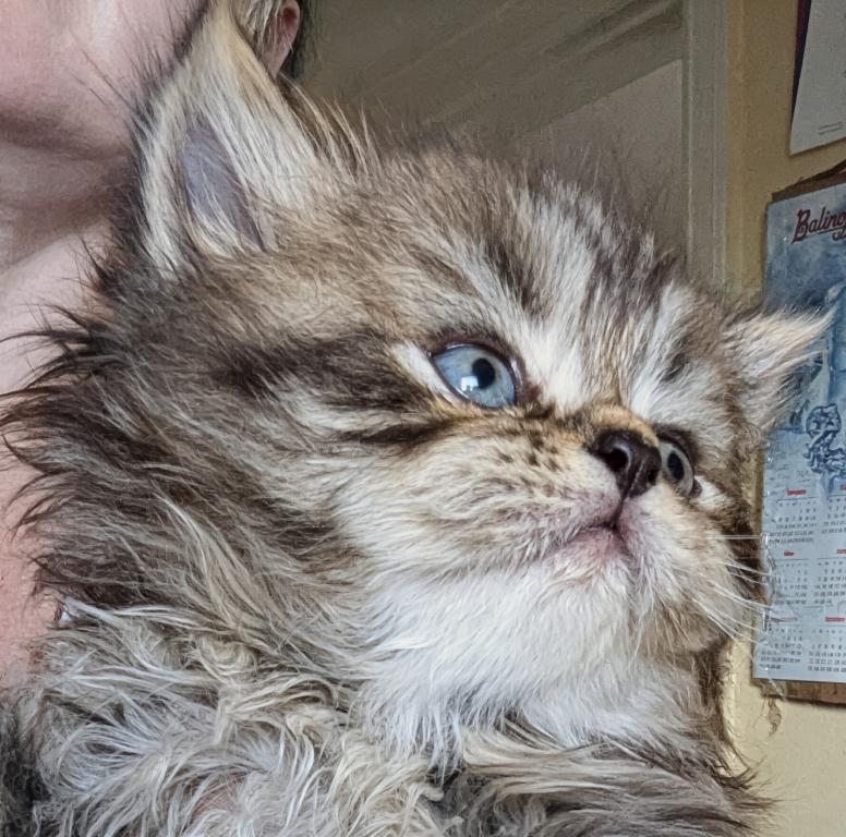 Zeus photo 5