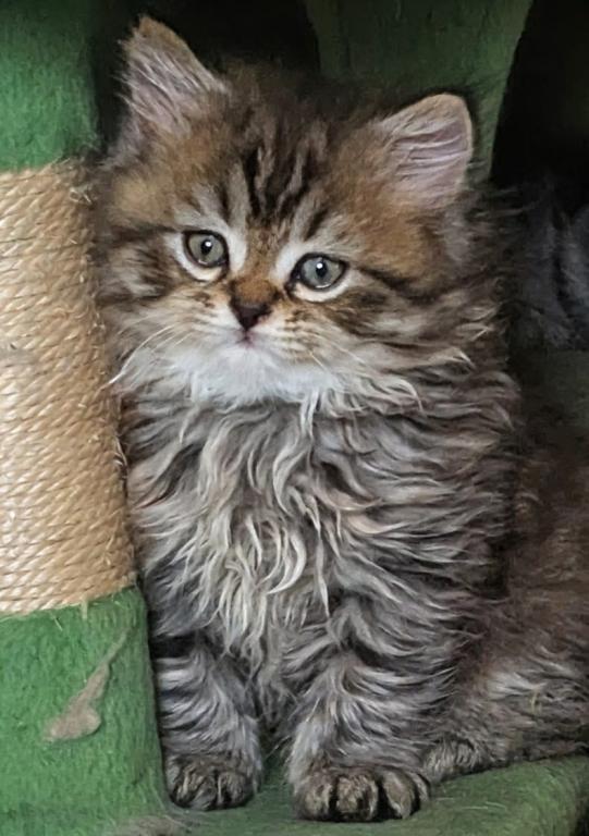 Zeus photo 3