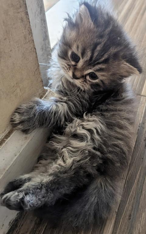 Zeus photo 4