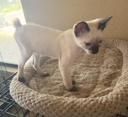 BANDIT BOY MANX JUNE 26 photo 1