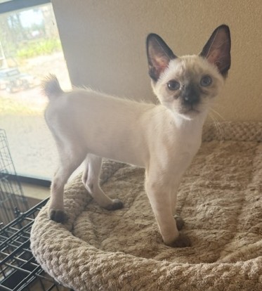 BANDIT BOY MANX JUNE 26 photo 2