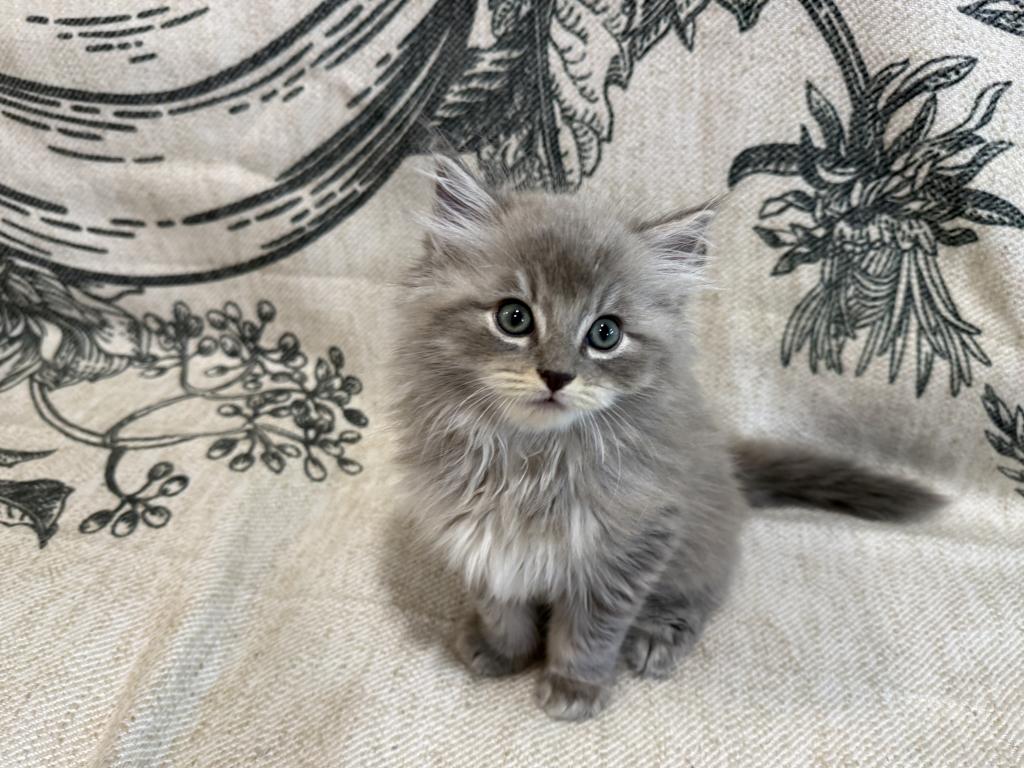Felix photo 7