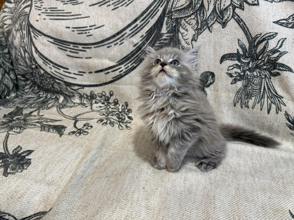 Felix photo 6