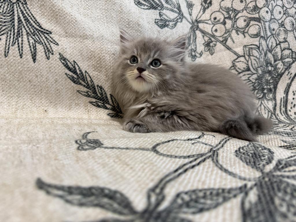 Felix photo 3
